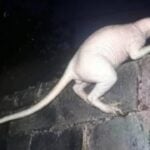 Criatura misteriosa ataca animais no México - Facebook/Juárez