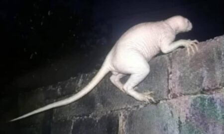 Suposta criatura no Vale de Juárez ataca animais no México