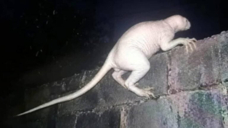 Criatura misteriosa ataca animais no México - Facebook/Juárez