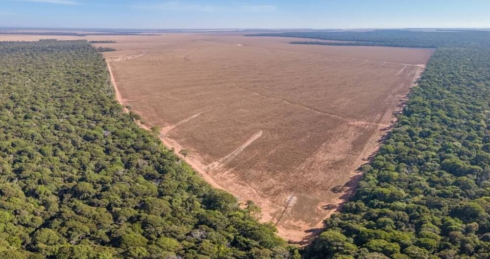 Amazônia registra menor área de desmatamento anual em 2025