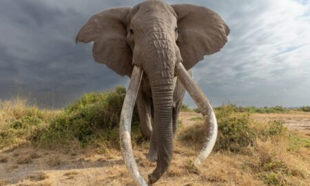 Elefantes-africanos usam sons que funcionam como nomes próprios