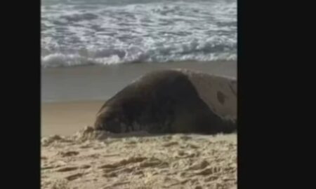 Elefante-marinho na orla de Copacabana - Reprodução/ TV Globo