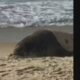 Elefante-marinho na orla de Copacabana - Reprodução/ TV Globo