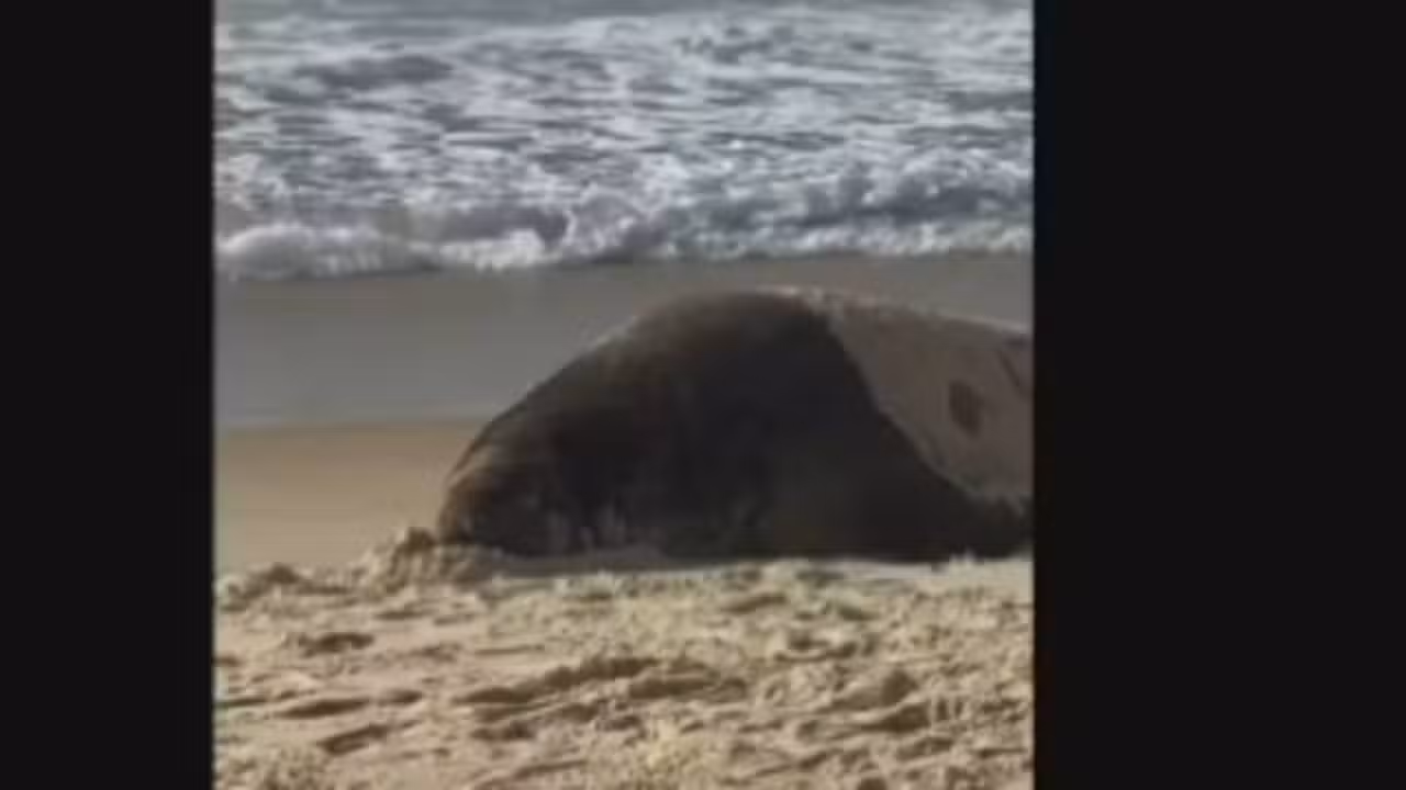 Elefante-marinho na orla de Copacabana - Reprodução/ TV Globo