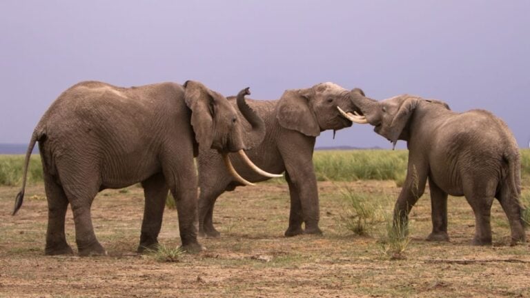 Elefantes - Instagram/elephantvoices