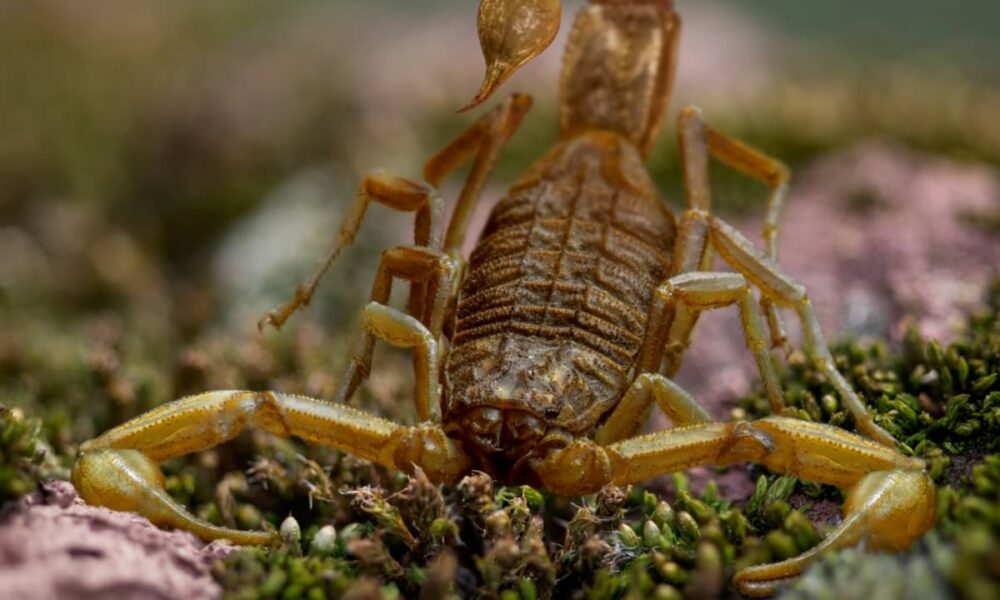 Estudo confirma que Praearcturus gigas era um escorpião gigante