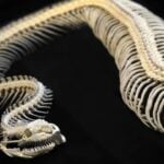 Esqueleto de cobra - undefined undefined/ istockphoto.com