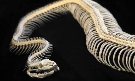 Esqueleto de cobra - undefined undefined/ istockphoto.com