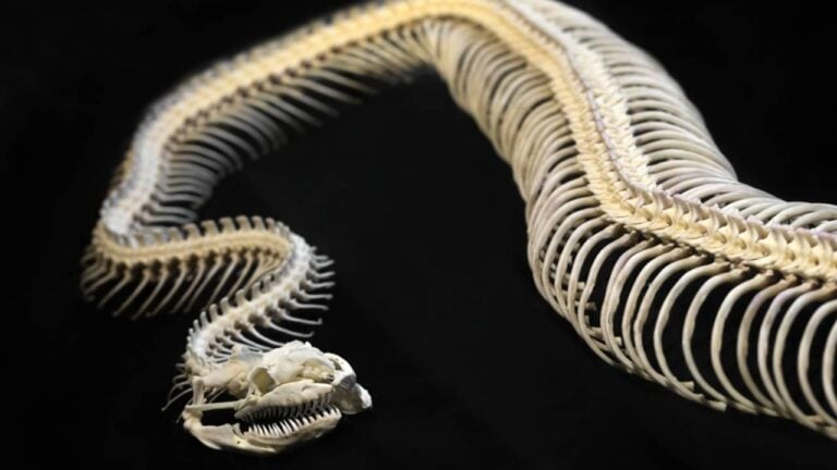 Esqueleto de cobra - undefined undefined/ istockphoto.com