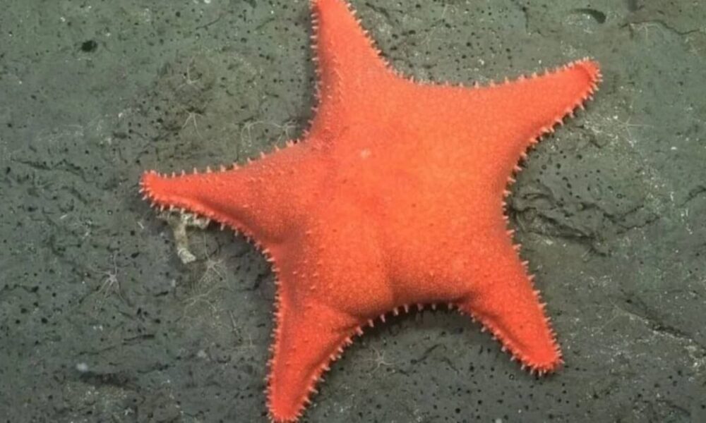 Cânion de Mar del Plata: cientistas identificam 57 novas espécies na missão que filmou estrela-do-mar