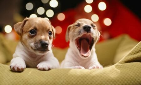 Filhotes de cachorro - Andrei Porzhezhinskii / shutterstock.com