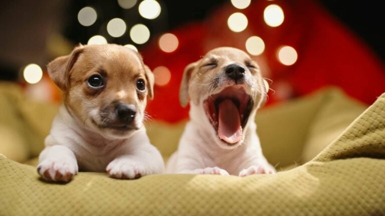Filhotes de cachorro - Andrei Porzhezhinskii / shutterstock.com