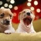 Filhotes de cachorro - Andrei Porzhezhinskii / shutterstock.com