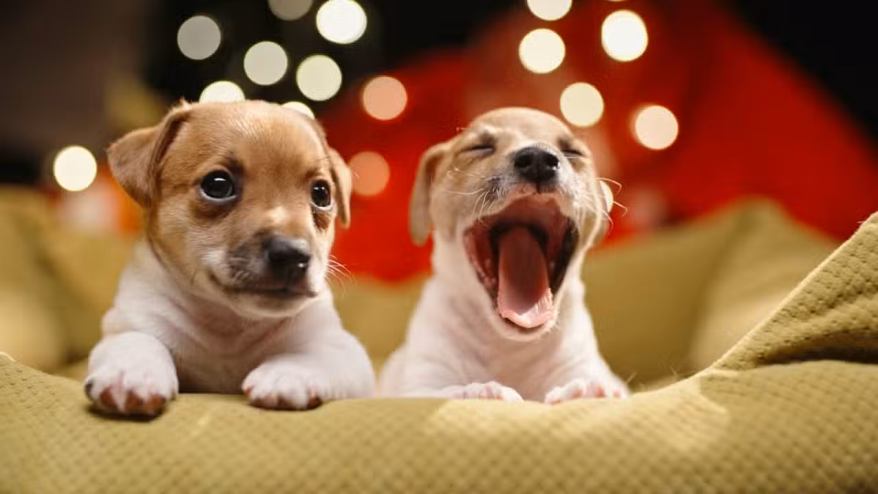 Filhotes de cachorro - Andrei Porzhezhinskii / shutterstock.com