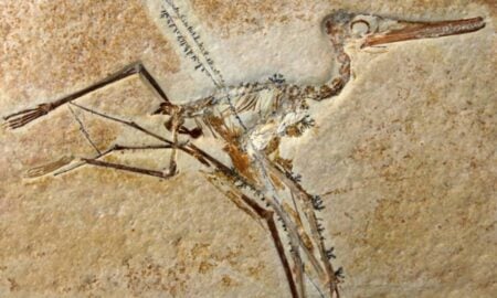 Fóssil de Archaeopteryx revela penas inéditas e explica voo