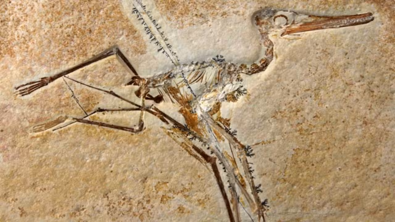 Fóssil de Archaeopteryx revela penas inéditas e explica voo