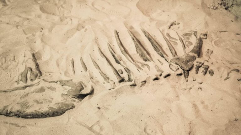 Fóssil de dinossauro - Quality Stock Arts/shutterstock.com