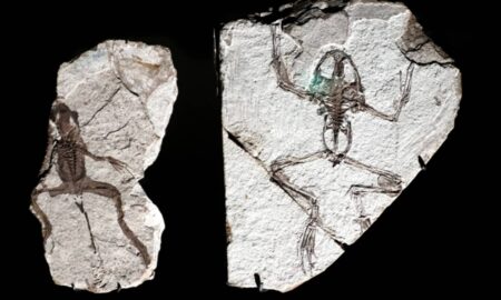 Fóssil de protoanfíbio - siloto/ shutterstock.com