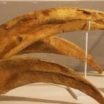 Fóssil de Therizinosaurus - Divulgação/Ghedoghedo/Wikimedia Commons