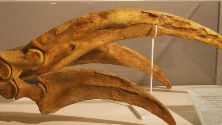 Fóssil de Therizinosaurus - Divulgação/Ghedoghedo/Wikimedia Commons