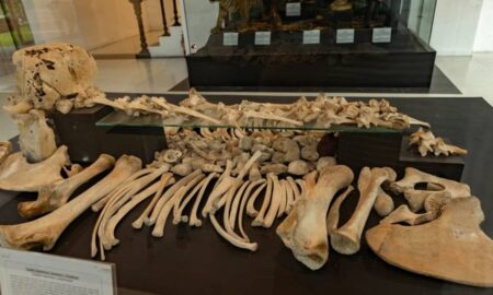 Fósseis de neandertal de até 49 mil anos são os primeiros em Navarra