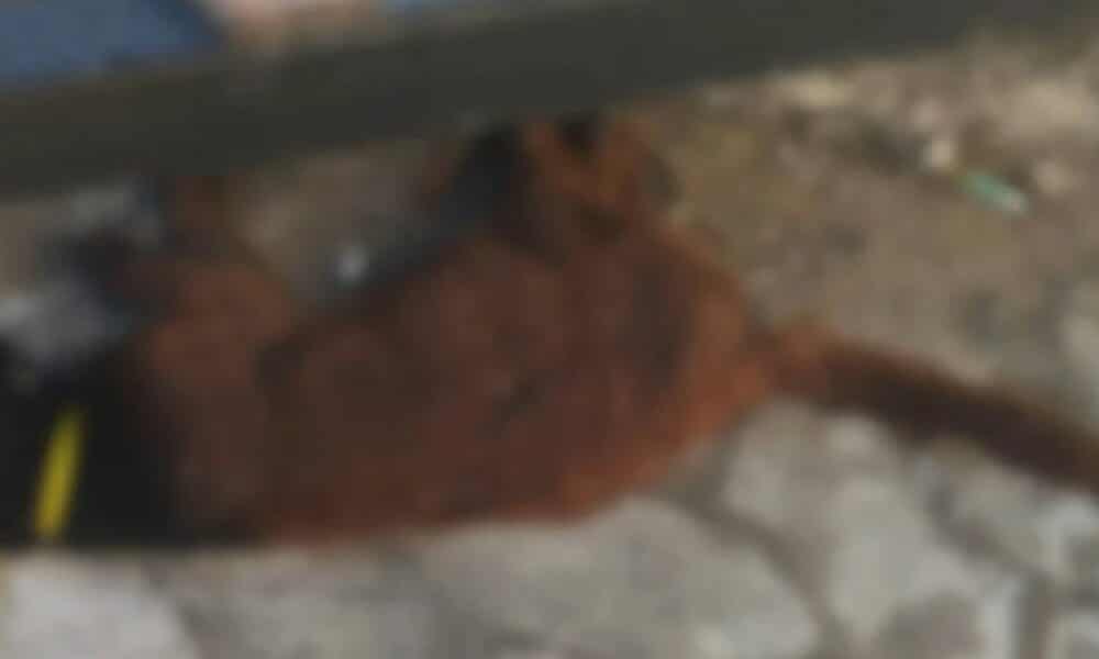 Polícia Científica descarta envenenamento de gata em Vila Velha