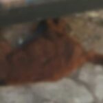 gata encontrada morta em Vila Velha - Divulgação/PCES