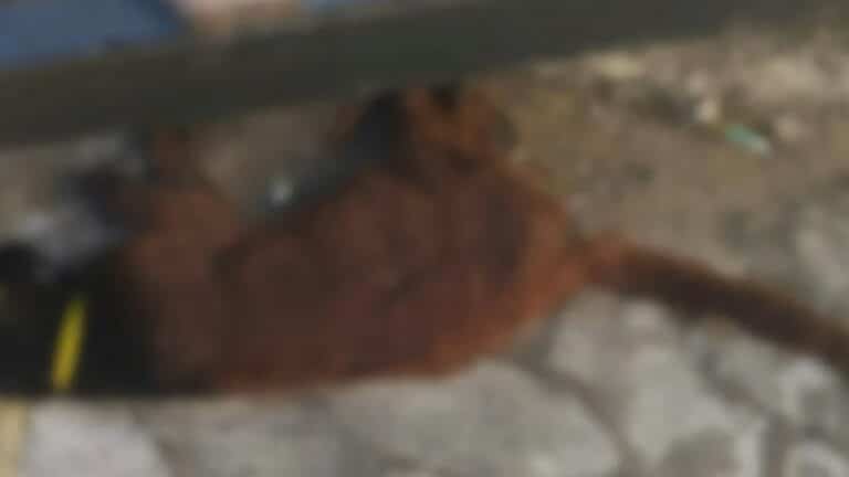 gata encontrada morta em Vila Velha - Divulgação/PCES