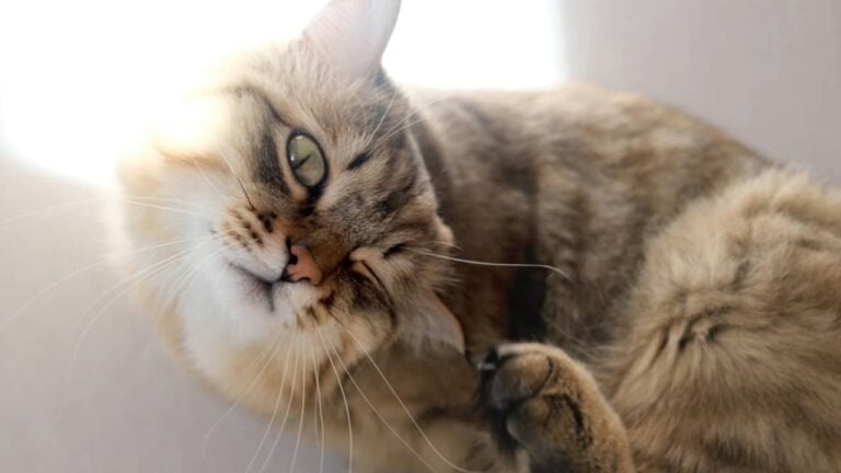 Gato - Elena Kurkutova/ istockphoto.com