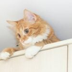 Gato em cima do armário - gurinaleksandr/ istockphoto.com