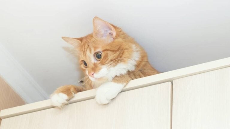 Gato em cima do armário - gurinaleksandr/ istockphoto.com