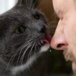 Gato interagindo com homem - Marina Demidiuk / shutterstock.com