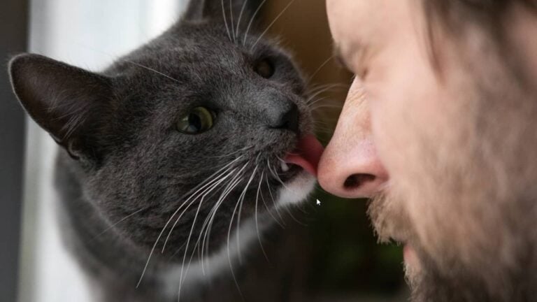 Gato interagindo com homem - Marina Demidiuk / shutterstock.com