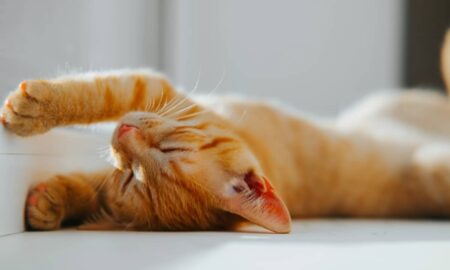 gato laranja - Sergio Photone/Shutterstock.com