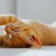 gato laranja - Sergio Photone/Shutterstock.com