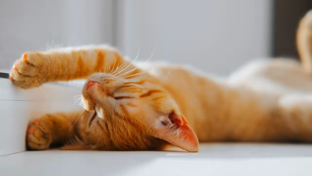 gato laranja - Sergio Photone/Shutterstock.com