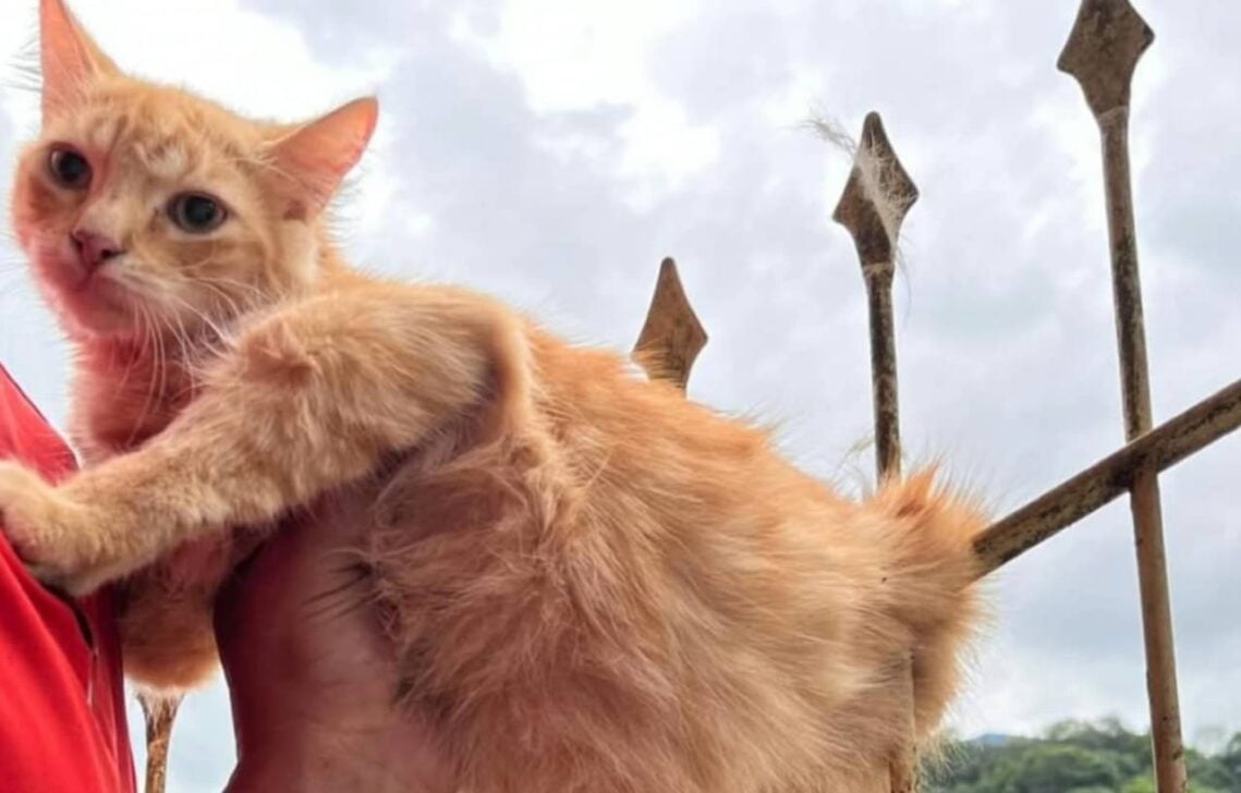 Gato perfurado por 2 ferros de cerca é salvo em Joaçaba (SC) - Reprodução/Bombeiros