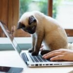 Gato sentado em notebook - Lee Charlie / shutterstock.com
