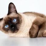 Gato siamês - Esin Deniz/ shutterstock.com