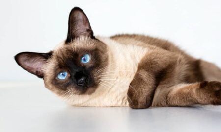 Gato siamês Chester vira coautor de artigo de física em 1975