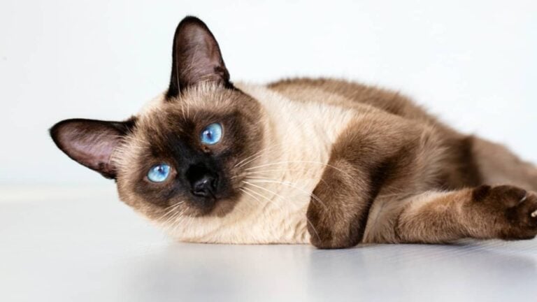Gato siamês - Esin Deniz/ shutterstock.com