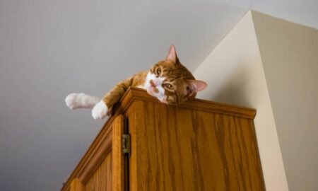 Gato - tingfen/ istockphoto.com