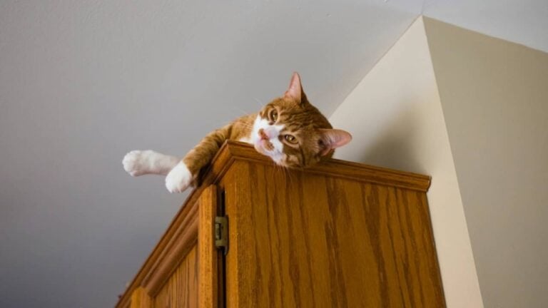 Gato - tingfen/ istockphoto.com