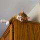Gato - tingfen/ istockphoto.com