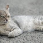 Gato - Volodymyr TVERDOKHLIB / shutterstock.com