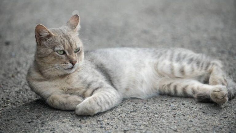 Gato - Volodymyr TVERDOKHLIB / shutterstock.com