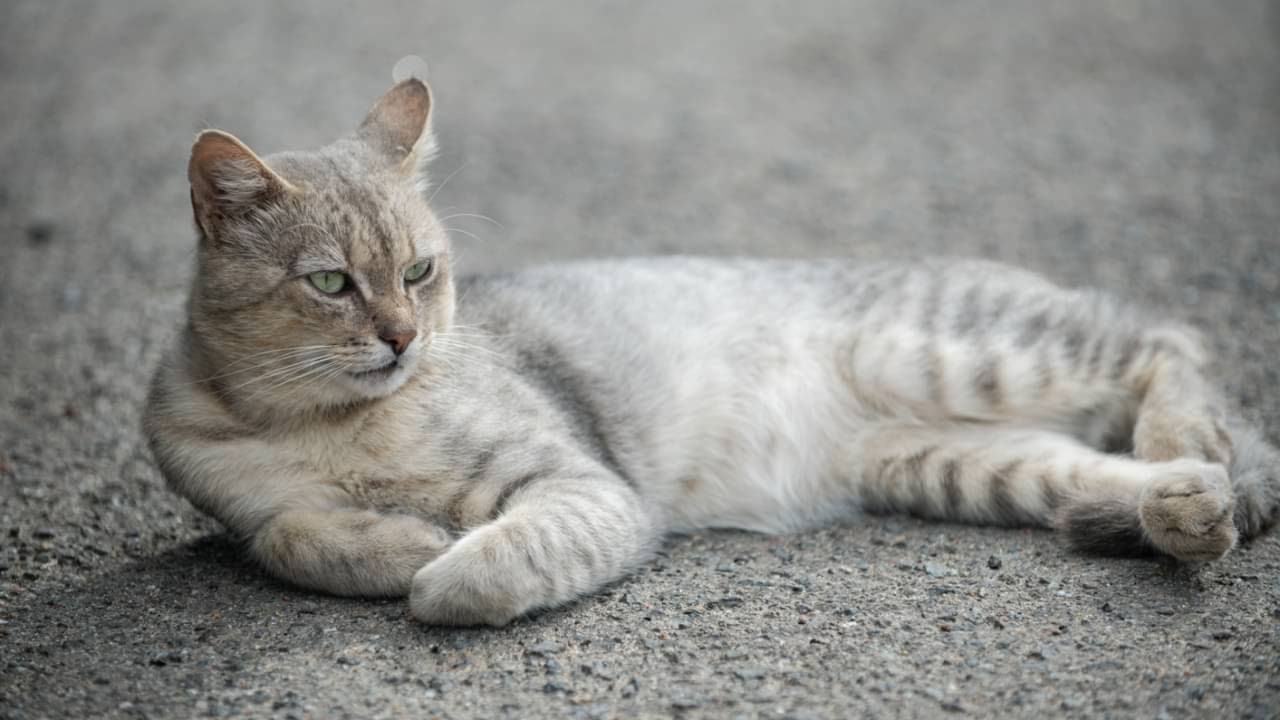 Gato - Volodymyr TVERDOKHLIB / shutterstock.com