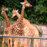 Girafas zoologico de São paulo - Reprodução/YouTube
