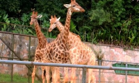 Girafas zoologico de São paulo - Reprodução/YouTube