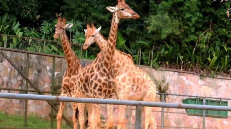 Girafas zoologico de São paulo - Reprodução/YouTube